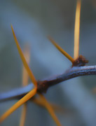 alaskan thorns