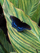 Butterfly Stripe Leaves