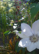 white flowers photography prints