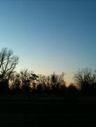 texas sky lacey trees